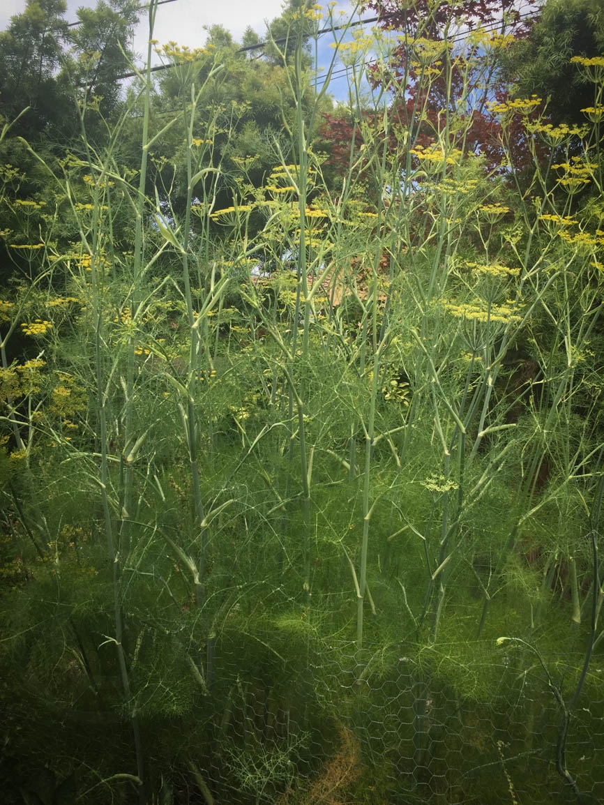 Wild Fennel Pasta cover image