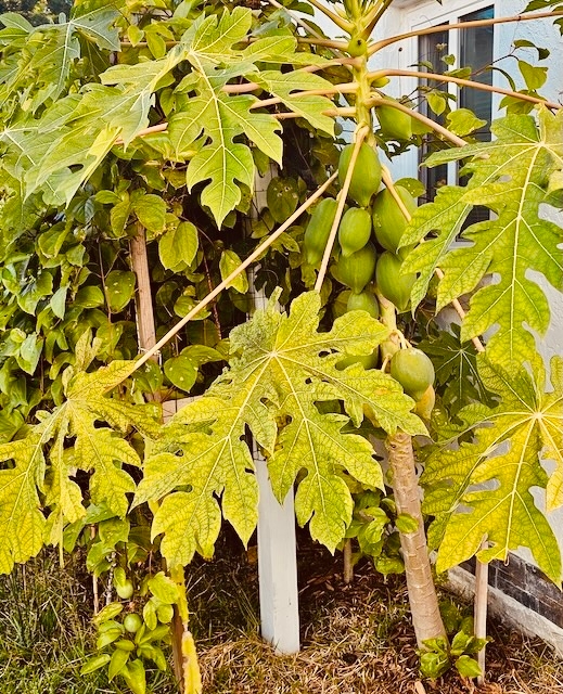 Passion Fruit Pruning Cheatsheet cover image
